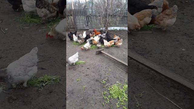 Какая трава курам больше нравится смотреть онлайн