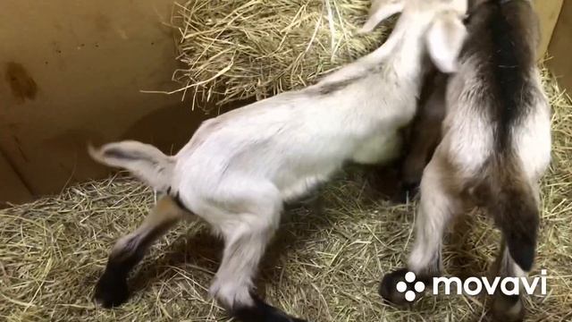 Как узнать? комолый козлёнок или рогатый. смотреть онлайн