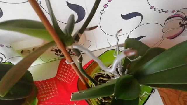 ДЕТКА НА ЦВЕТОНОСЕ ОРХИДЕИ //ОБРЕЗКА ЦВЕТОНОСА//ЧАСТЬ № 6 смотреть онлайн