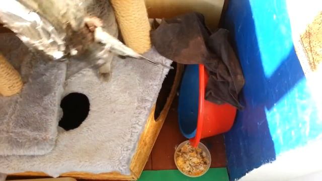 Жесть! !18+ Кот сьел голубя . смотреть онлайн