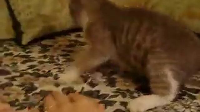 MOV00185 смотреть онлайн