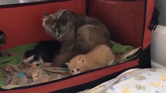 Подборка приколов с животными Кошки смотреть онлайн