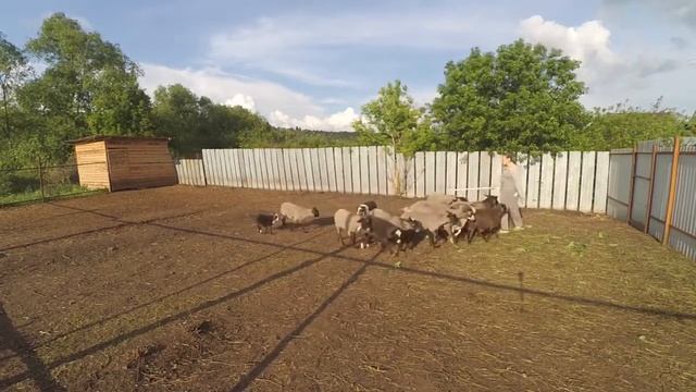 Австралийская Овчарка - Луна - тренировка пастушьей службы. смотреть онлайн
