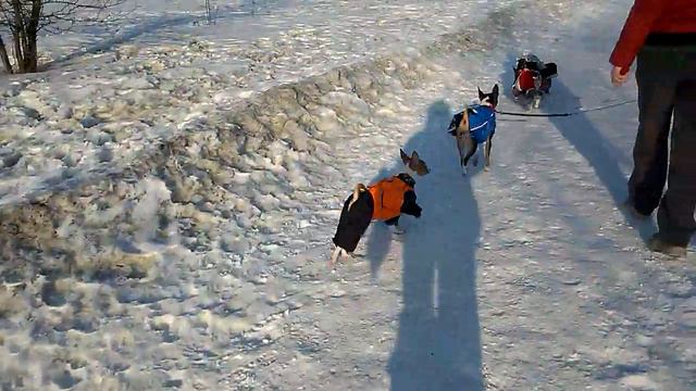 кесси и кант на прогулке Красноярск басенджи 2017 щенки продаются! смотреть онлайн