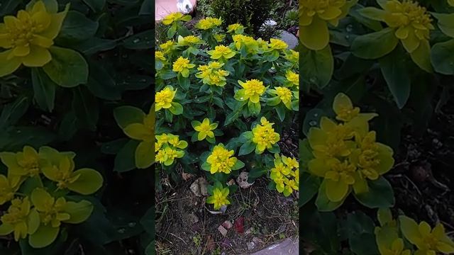 Молочай многоцветковый - весенний красочный подарок смотреть онлайн