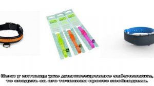 GPS ошейник для кошек (трекер): какой самый маленький