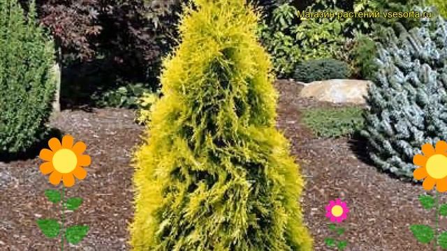Туя западная Янтарь. Краткий обзор, описание характеристик thuja occidentalis Jantar смотреть онлайн
