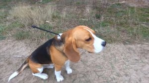 СИРЕНОГОЛОВЫЙ  ДОБРАЛСЯ до ШЕРЛОКА. Брос Шоу Пет