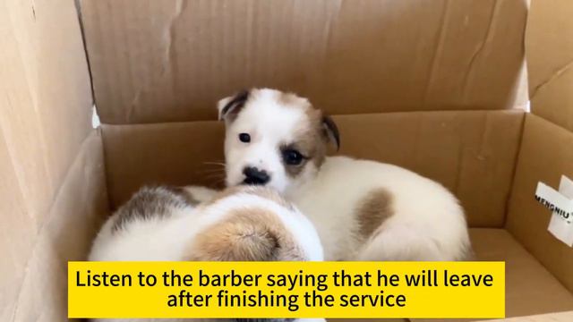 In Order To Give The Newly Rescued Puppies To Prevent Disease, Xiao Le Vaccinated Them смотреть онлайн