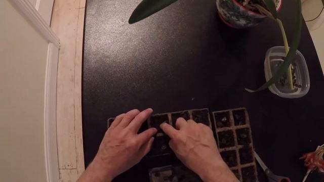 How to grow Amaryllis from seed смотреть онлайн