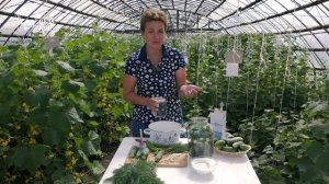 Малосольные огурчики  -  Бабушкин секрет!