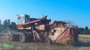 Как комбайн СК-5 Нива молотит полеглицу
