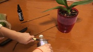 РАБОТАЮЩИЙ метод размножения орхидей. Черенкование орхидей.