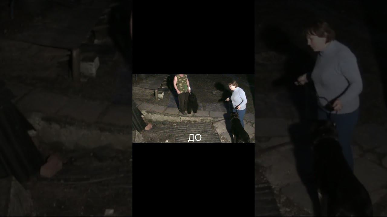 Черные терьеры против Алабая смотреть онлайн