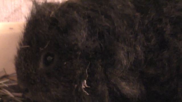 Напуганная морская свинка смотреть онлайн