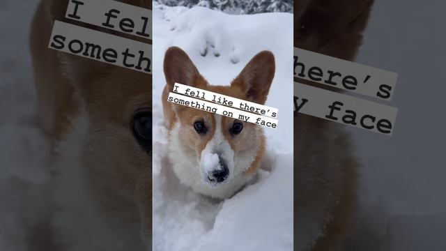 Short Corgi…Deep Snow смотреть онлайн