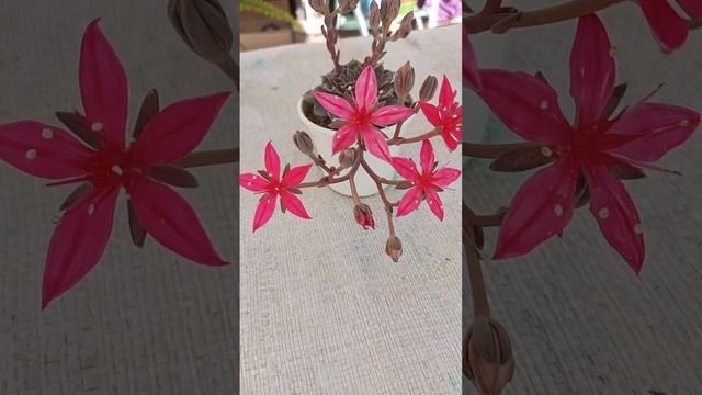 Graptopetalum bellum? смотреть онлайн