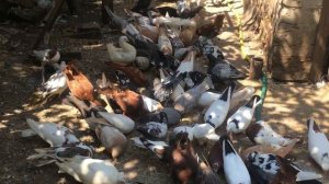 Как отличить голубя от голубки