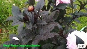 Георгина Гэллери Ла Тур/ Dahlia Gallery la Tour