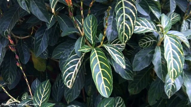 Sanchezia Speciosa Leonard | Ornamental Shrubs And Trees | ?? Panama |