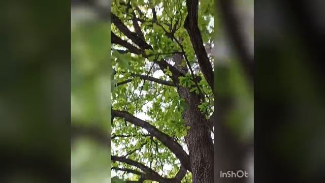 Записки ветврача орнитолога. Дерево-памятник живой природы в Жуковке. смотреть онлайн