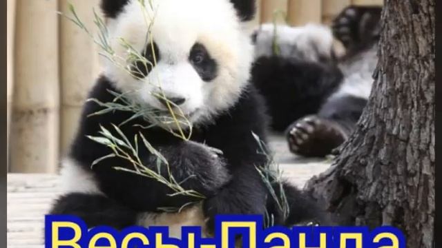 Ваше тотемное животное по знакам зодиака смотреть онлайн