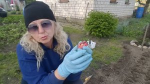 Правильно посадить гладиолусы . Gladiolus  .