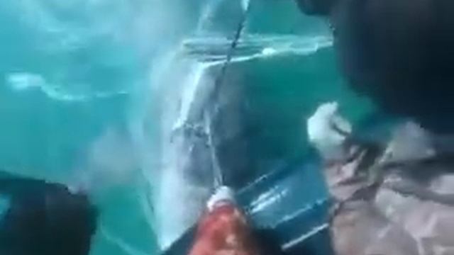 Белуга жанбая.Каспий. смотреть онлайн