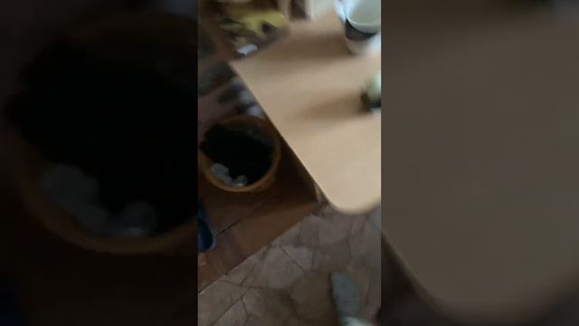 Лайфхак: как вонючие носки сделать приятно пахнущими!??