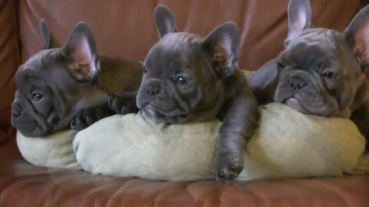 Щенки. Редкий окрас. Французский бульдог. French Bulldogs