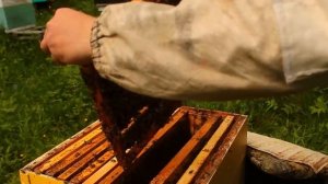 Простейший способ вывода маток для небольших пасек.