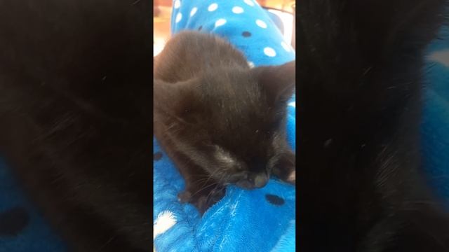 релакс!!! смотреть со звуком мррррр смотреть онлайн