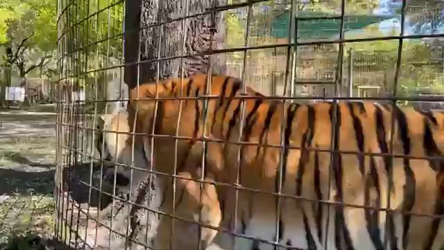 Virtual Keeper Tour with Dylan, Jodi and Brittany at Big Cat Rescue 03 07 2021 смотреть онлайн