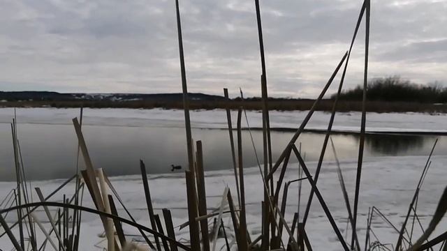 ОХОТА 2021/ОХОТА на Уток/ОХОТА С ПОДСАДНОЙ/МАТЕРЫЙ СЕЛЕЗЕНЬ/С ПОЛЕМ МЕНЯ! ПЕРЕНОСНОЙ СКРАДОК! УДАЧА смотреть онлайн