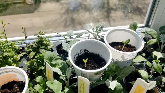 Апрельская рассада/ Что растёт  на стеллаже в квартире