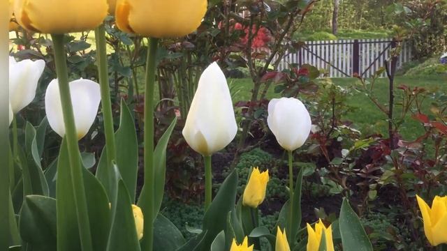 Композиція тюльпанів з назвами-Tulip Exotic Sun,Flaming Evita,Silver Dollar... смотреть онлайн
