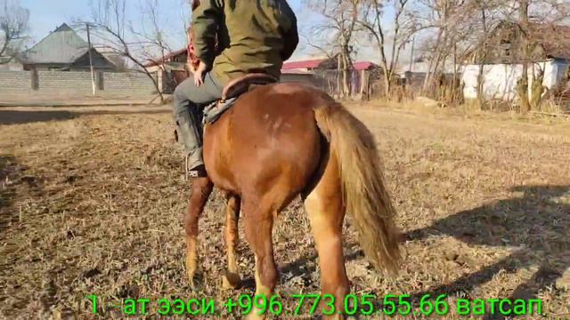 ӨСПҮРҮМДӨРДҮ КӨРГҮЛӨ БИР САТЫЛАТ смотреть онлайн