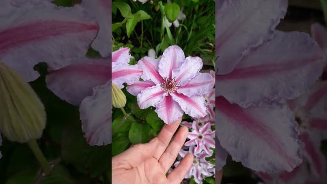 Клематис Акаиши