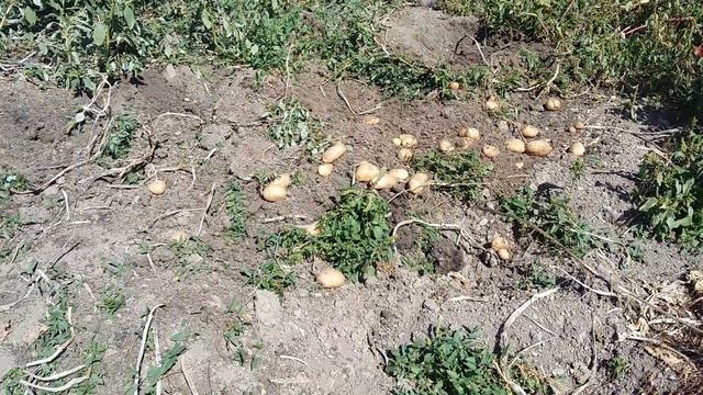 Исмаилов Ризавди шен кертахь къахьоьгуш смотреть онлайн