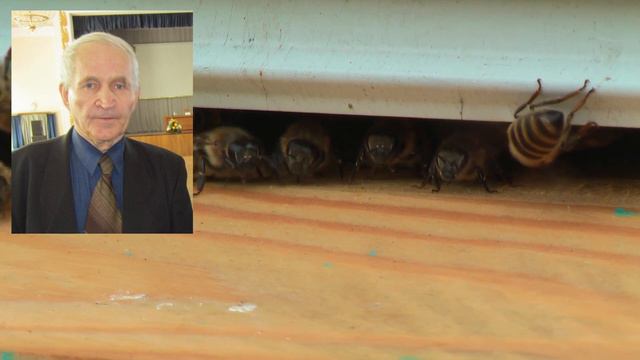 Профессор Кашковский: Матка и плохой взяток смотреть онлайн