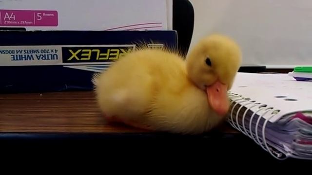 Baby Duck Can't Stay Awake смотреть онлайн