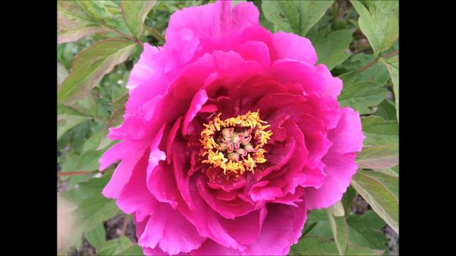 В ботаническом саду 1 смотреть онлайн