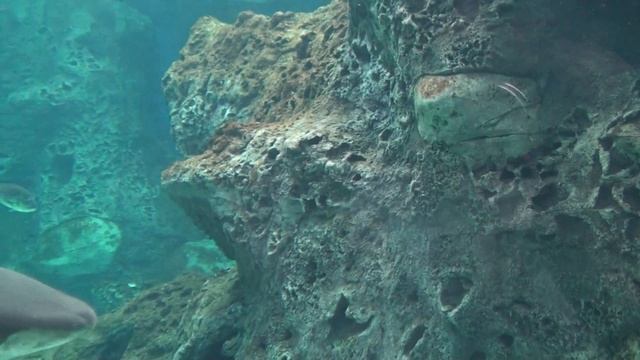 Sony HDR-SR10E - Aquarium Greece mts смотреть онлайн