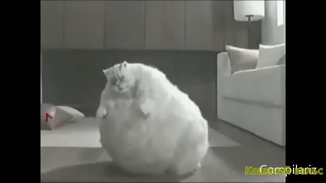 Кошачий вальс. Сергей Чекалин Cat's waltz. Music Sergey Chekalin смотреть онлайн