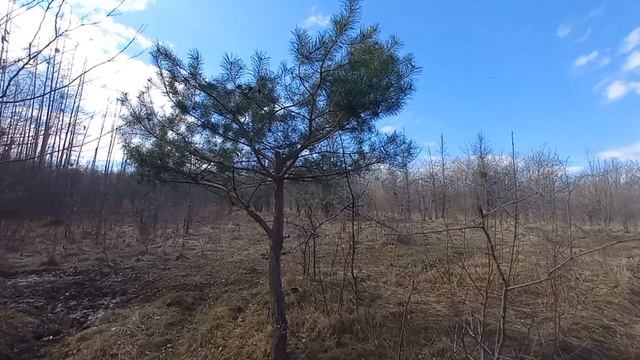 Прогулка с собаками в лес/жизнь на юге. смотреть онлайн