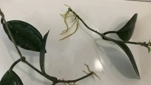 Способы размножения Стефанотиса. Мадагаскарский жасмин – размножение.