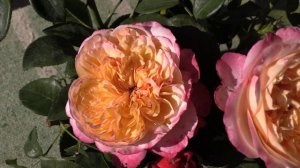 роза кордес юбилей, чайно-гибридная, питомник роз полины козловой, rozarium.biz