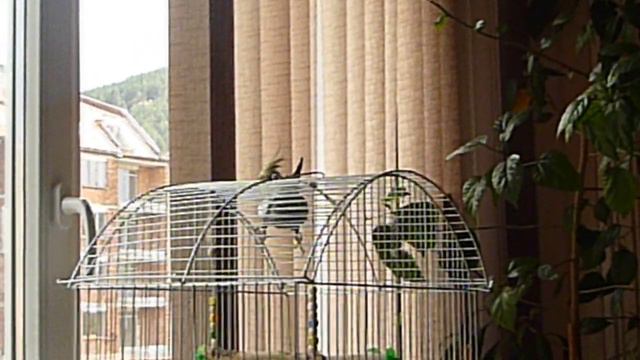 чико пее 3 .MOV смотреть онлайн