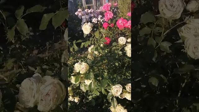Лаври Грин и Хаймат Мелоди Супер розы Тантау смотреть онлайн