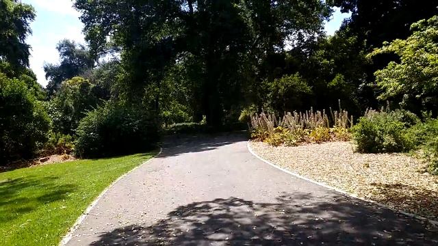 Русские березы в Ботаническом саду Аделаиды Adelaide Botanic Gardens 4-1 смотреть онлайн